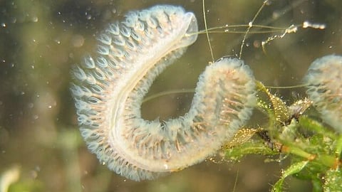 In nature, the anticancer molecules are found in some species of bryozoa — small, aquatic animals that feed by filtering prey from the water via tiny tentacles. (Representational Image: Wikimedia Commons)