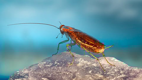According to health experts, the cockroach entered the man’s lungs through a tube that had been inserted in his neck to provide oxygen due to respiratory issues. (Representational Image: Unsplash)