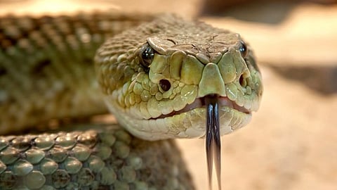 Long-term effects of snake venom abuse are poorly understood, and there's currently no established treatment guideline for managing dependence. (Representational image: Pixabay)