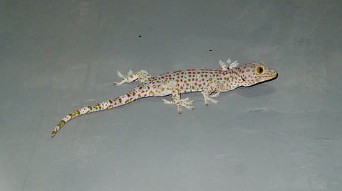 30 Students Rushed to Private Clinic After A Lizard Found in Sambhar (Representational image: Unsplash)