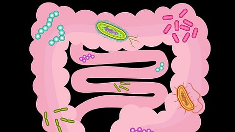 Ruminococcal gut bacteria can degrade cellulose, an insoluble fibre. (Representational image: Wikimedia Commons)