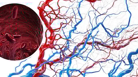 Pennsylvania's researchers  developed new approach to tissue engineering improves blood vessel formation in rats.(Representational Image: Unsplash)