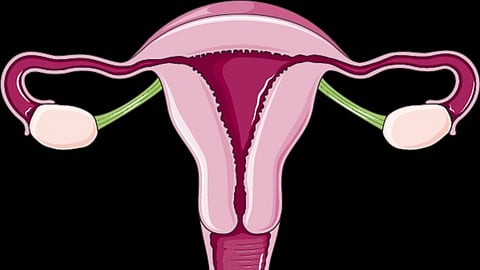 doctors announced on Thursday that they had successfully treated an exceptionally rare case of half uterus, known as left unicornuate uterus. (Representational Image: Wikimedia Commons)