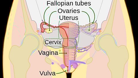 A new study medications commonly known as puberty blockers were found to delay development of female reproductive organs but allow for restoration of reproductive functioning after the medications were withdrawn.
(Representational Image: Wikimedia commons)