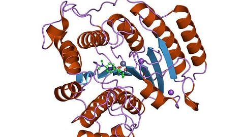 Researchers have revealed the biological mechanisms by which a family of proteins known as histone deacetylases (HDACs) activate immune system cells (Representational Image: Wikimedia Commons)