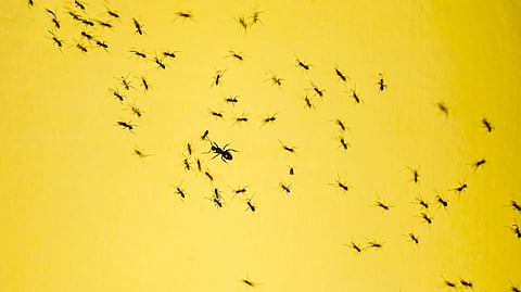 A video of dead ants inside a samosa went viral over social media. (Representational image: Unsplash)