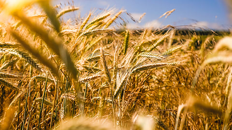A research group has proven that gene-based breeding (GBB) presents a revolutionary method for enhancing both plant and animal breeding