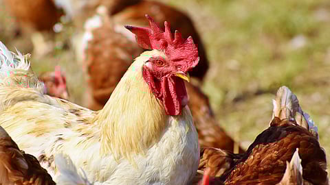 Avian influenza or “bird flu” is caused by influenza A viruses and circulates in wild bird populations without causing serious disease. (Representational image: Pixabay)