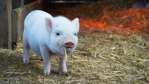 Pisano's transplant was successful, it is only the second known case of a living recipient receiving a kidney from a gene-edited pig. (Representational image: Unsplash)