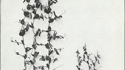 Chrysanthemum, celebrated for its ornamental, medicinal, and beverage value, faces significant disease threats from bacterial and fungal infections (Wikimedia Commons)