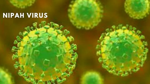 The humanized monoclonal antibody known as hu1F5, which specifically binds to the fusion (F) glycoprotein of both Nipah virus and Hendra virus and prevents virus infection of cells (neutralizes) (Wikimedia commons)