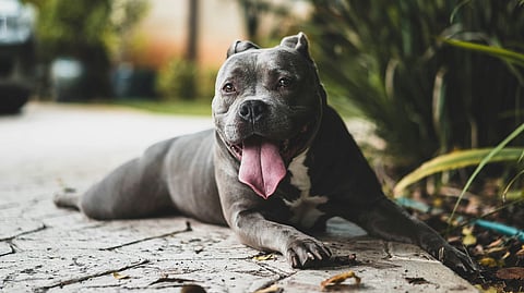 The pit bull belongs to a family, who had moved to Ghaziabad recently. (Representational image: Unsplash)