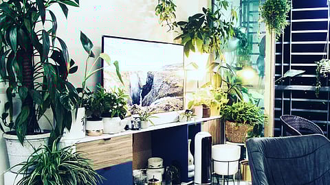 Natural air purifying plants can improve indoor air quality. (Representational Image: Unsplash)