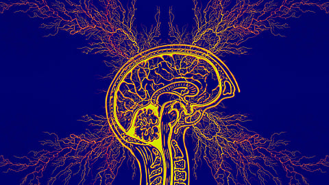 A new 16-week study of 204 adult epilepsy patients found that 98% of participants believe that all patients with epilepsy should have a seizure action plan (SAP), regardless of seizure status. (Representational image: Pixabay)