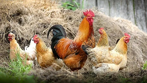 Renowned researchers investigating bird flu, have highlighted in recent briefings how critical it is to be ready for a possible H5N1 pandemic. (Representational image: Pixabay)