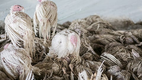 A bird flu outbreak in U.S. dairy cows has grown to affect more than two dozen herds in eight states, just weeks after the nation's largest egg producer found the virus in its chickens.
(Representational Image: Wikimedia commons)