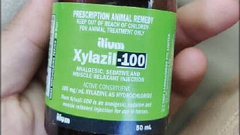 Xylazine, also referred to as "tranq dope," is a potent tranquilizer that is mostly used to calm large animals, such as horses. (Representational image: Wikimedia commons)