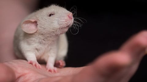 Mice experiencing “social jet lag” developed characteristics similar to people with the same phenomenon, including weight gain & higher blood sugar levels.
(Representative image: Pixabay)