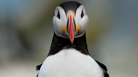 Insights from the Epicenter of Bird Flu on Dairy Farms in the Texas Panhandle. (Representational image: Unsplash)