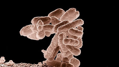 The antimicrobial medications imipenem and meropenem, which are used to treat infections caused by Klebsiella, E. coli. (Representational image: Wikimedia Commons)