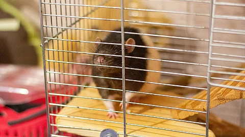 Gene therapy delivered by naturally derived nanocarriers shows, repairs damaged discs in the spine and lowers pain symptoms in mice.
(Representative image: Pixabay)