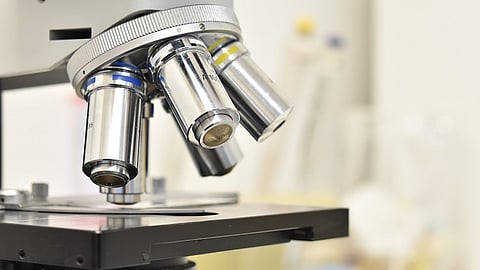 Researchers Find Key Signal Regulating Earliest Stages of Mammalian Development (Pixabay)