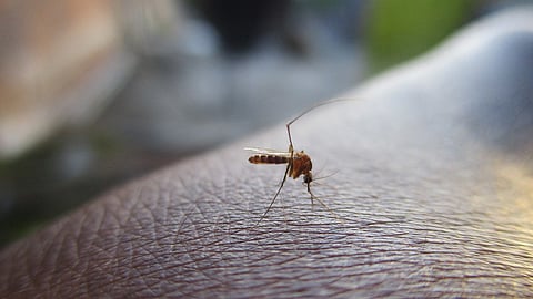 Virginia Tech entomologist Eric Day says that when it comes to controlling mosquitoes, there aren’t easy short cuts.
(Representative image: Pixabay)