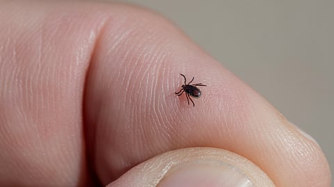 Ticks are arthropods, but not insects, and are closely related to spiders and mites.