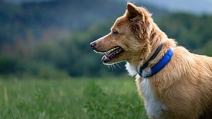 The death of the dog raised concerns about a potential rabies infection. (Representational image: Pixabay)