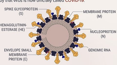 36 cases of the FLiRT variant of COVID-19 have been detected in West Bengal, specifically in Kolkata. These cases came to notice following those reported in Maharashtra.(Representational Image:Wikimedia Commons)