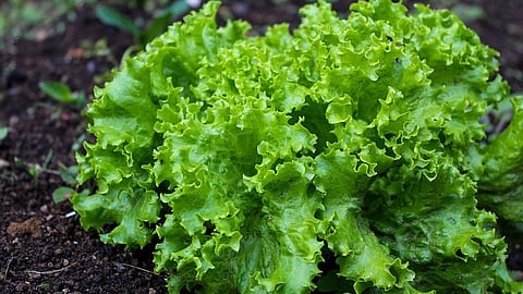 Lettuce (Image: Pixabay)