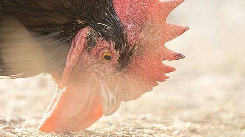 The World Health Organization said Wednesday a person in Mexico had died in the first confirmed human case globally of infection with the H5N2 variant of bird flu. (Representational Image: Unsplash)