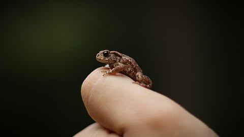 Patel was shocked the next morning when her niece opened the same wafer packet to eat and she found a dead frog inside. (Representational Image: Unsplash)