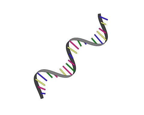 RNA or ribonucleic acid is a type of nucleic acid made by cells that carry instructions from the DNA and helps control the production of proteins. (Representational image: Wikimedia commons)