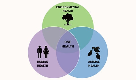 Uniting Human, Animal, and Environmental Health to Combat Antimicrobial Resistance: The One Health Approach in Action (Wikimedia Commons)