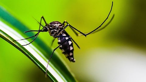 Health workers are conducting door-to-door surveys, distributing informational pamphlets, and holding community meetings to raise awareness about dengue prevention. (Representational image: Pixabay)