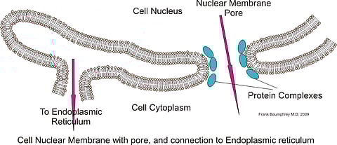 Nuclear pore complexes (NPCs) are channels composed of multiple proteins that ferry molecules in and out of the nucleus, regulating many critical cellular functions. (Wikimedia Commons)