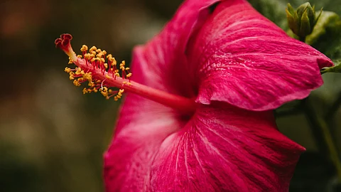 The Liver Doc on X, criticized the actor for sharing a post about the health advantages of hibiscus tea. (Representational image: Unsplash)