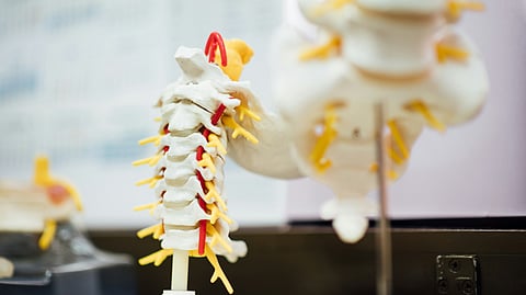 Researchers uncover how a family of proteins plays a vital role in the formation of the spinal cord in embryos. This discovery enhances our understanding of neural development and could lead to advancements in treating spinal cord defects and related conditions.(Representational Image: Unsplash)