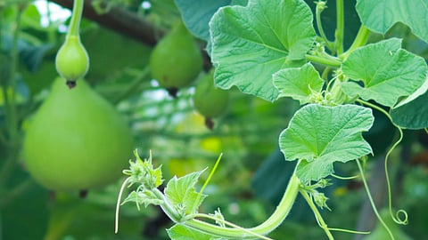 An X-ray revealed the huge vegetable stuck in the man's rectum. (Representational image: Unsplash)