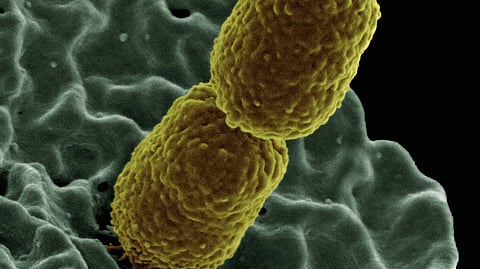 Mycoplasma are the smallest living bacterial species with size ranging about 0.2 - 0.3 μm (UNSPLASH)