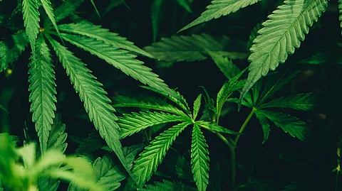 Scientists are trying to understand how cannabis may affect long term neurodevelopment when people were exposed to it in the womb. (Unsplash)