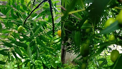 Neem: Nature’s Time-Tested Solution for Healthy Teeth and Gums (Pratiksha Prakash Kanta Jadhav)