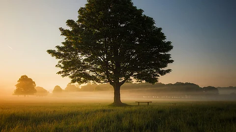 The child was spotted hanging from a tree in front of his friends during the event, which was captured on camera. (Representational image: Unsplash)