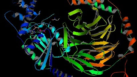 The study, published in Cell Reports, reveals how IRF1 can both hinder and help the body's immune response to tumors, depending upon which cells the protein is found in. (Representational image: Wikimedia Commons)