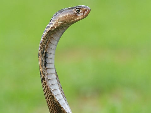 On June 2, at night, Vikas Dubey was bitten by a snake as he was coming out of bed. (Representational image: Unsplash)