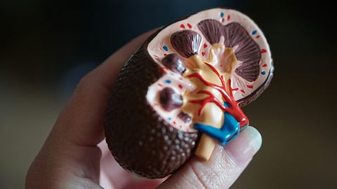 For a kidney transplant for his wife in September 2022, Gopi registered with AP Jeevandan, a state-run organ donation program. (Representational image: Unsplash)