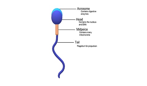 The quality of semen naturally declines with age. (Wikimedia Commons)