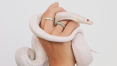 Ajita, a passionate animal rescuer, has saved thousands of snakes and humans, earning a reputation as the go-to person for snake rescues in Bilaspur
(Representational image: Unsplash)