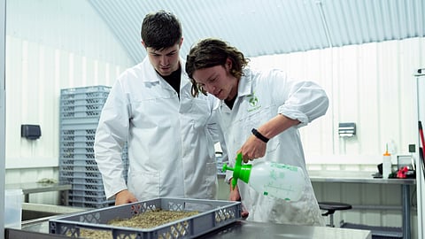 Snap bean germplasm tolerant to flumioxazin, a herbicide effective against waterhemp. The tolerance region acts as a master switch for stress resistance. (Representational Image: Unsplash)